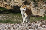 AKITA INU 266